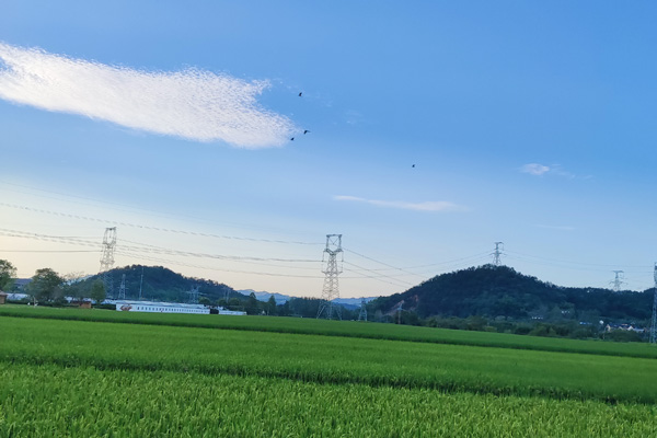 广西五部门联合印发《关于开展2026年度政策性农业保险工作的通知》