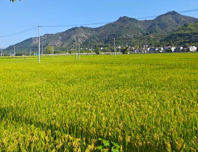 四川省关于加快推进乡村全面振兴开创农业农村现代化建设新局面的意见