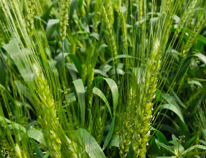 青海省市场监督管理局关于对《燕麦产业标准体系》（报批稿）等五项推荐性地方标准进行公示的通知