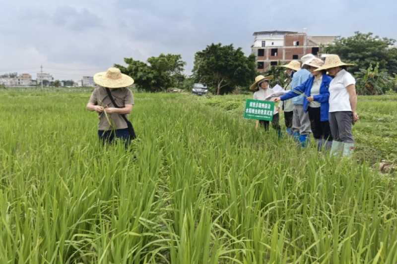 广西重点研发计划项目“广西水稻螟虫成灾规律及绿色防控关键技术研究与示范”通过现场查定