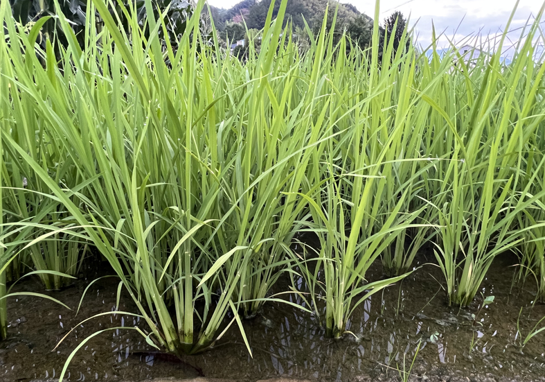 北京农机鉴定推广站一行前往怀柔开展种养循环技术指导工作